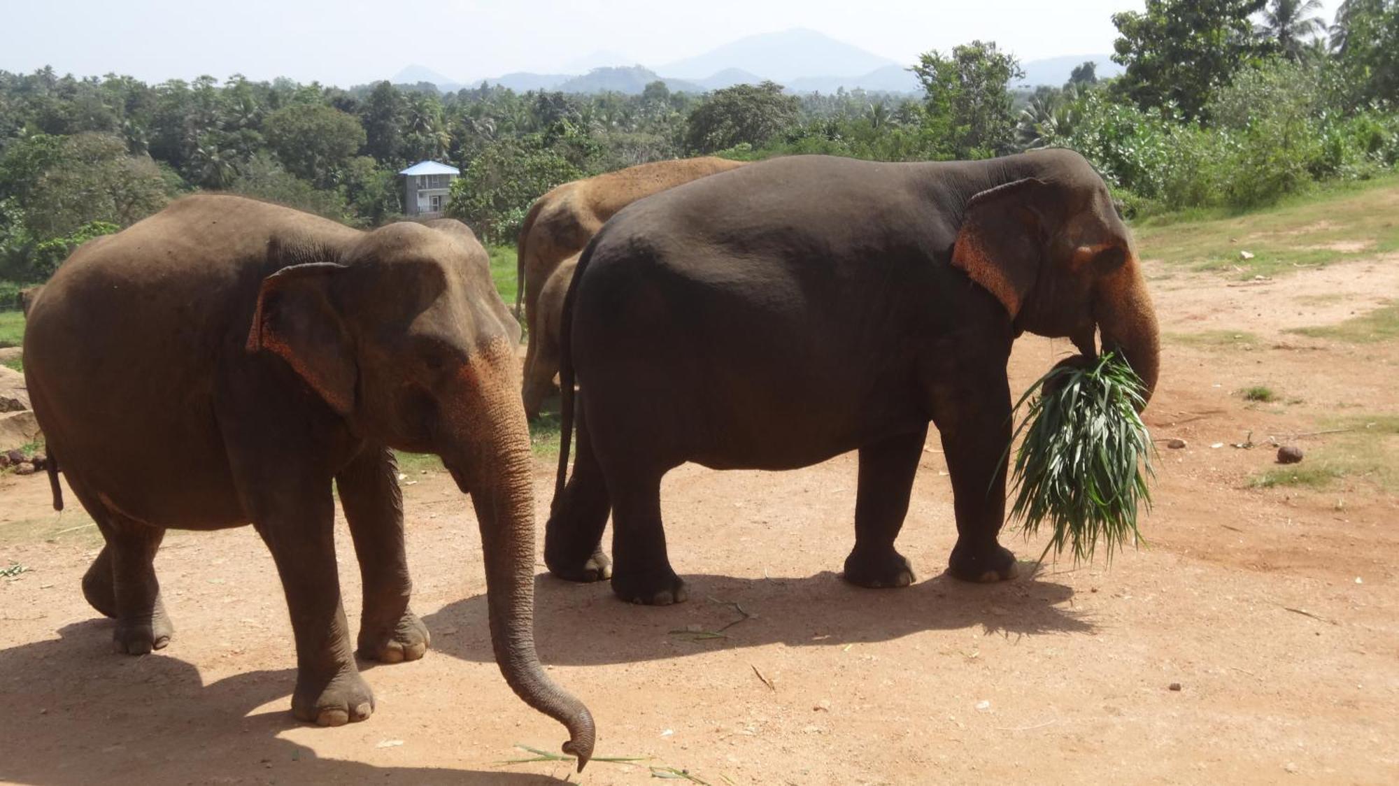 Ranil Villa Galle Luaran gambar